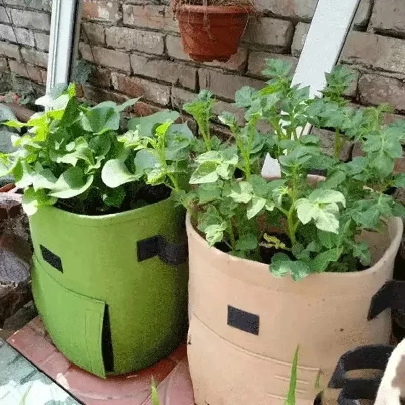 3 stili feltro pianta coltiva  - Agriculture Vertical Farming recensione e prezzo
