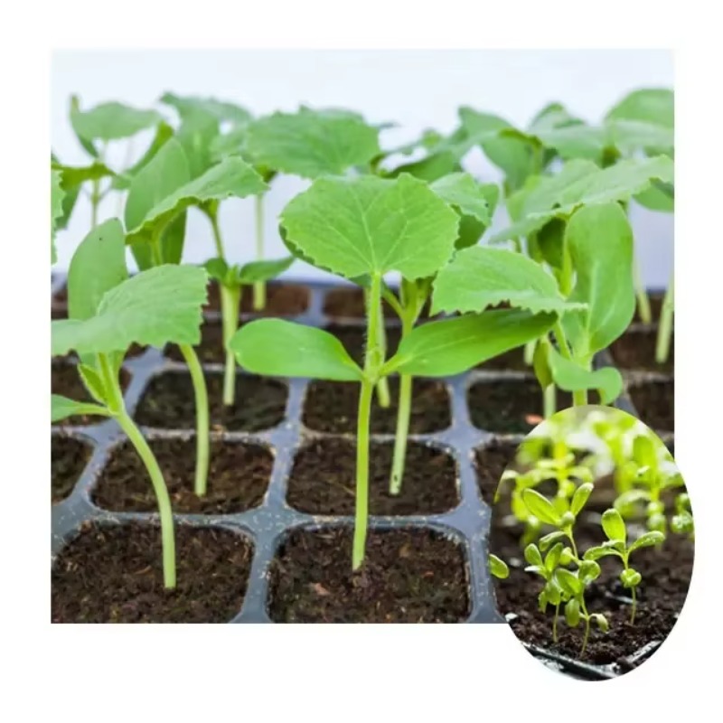 Macchina Automatica per Semina - Nursery Plug Tray recensione e prezzo