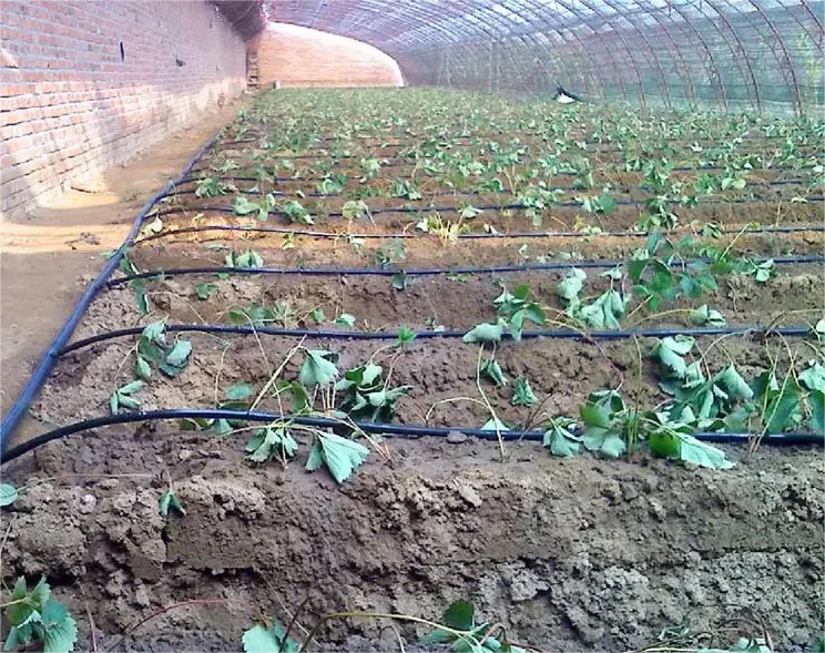 Kit Irrigazione 1HA, Strumento - Agriculture Farming System recensione e prezzo