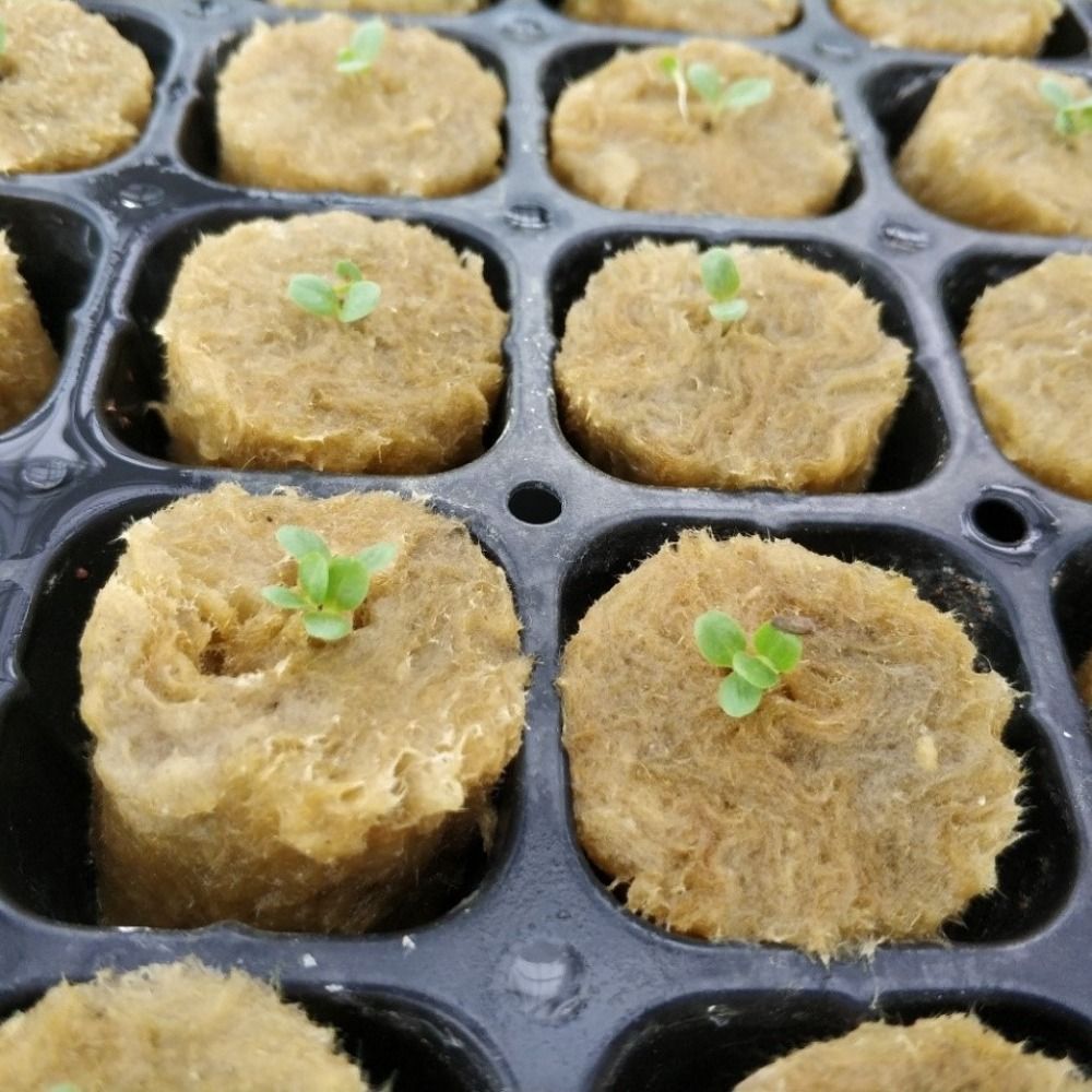 50 Pezzi Blocchi per Semina Id - Nursery Plug Tray recensione e prezzo