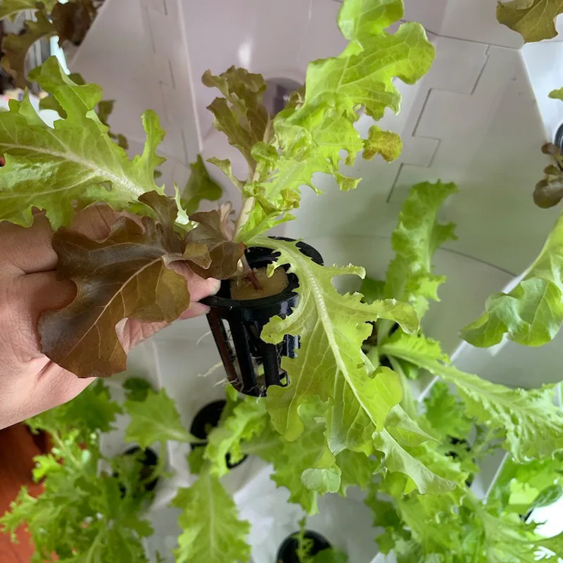 Sistema Idroponico Verticale p - Agriculture Vertical Farming recensione e prezzo
