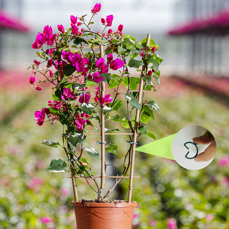 50/100 Pezzi Clip per Piante d - Agriculture Vertical Farming recensione e prezzo