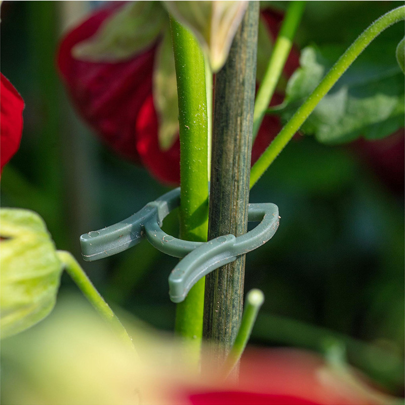 50/100 Pezzi Clip per Piante d - Agriculture Vertical Farming recensione e prezzo