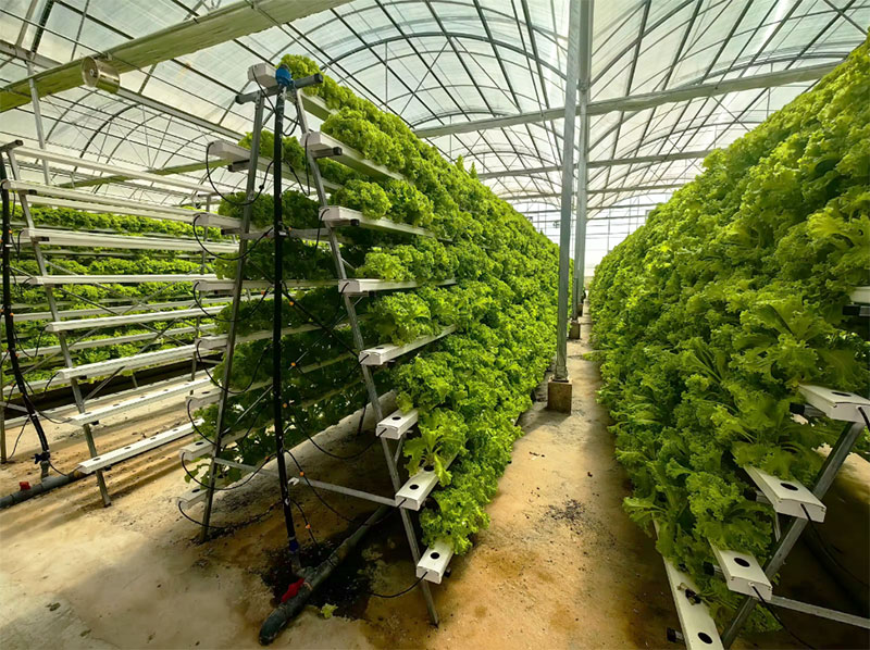 Serre agricole Lettuce Nft Sis - Agriculture Vertical Farming recensione e prezzo