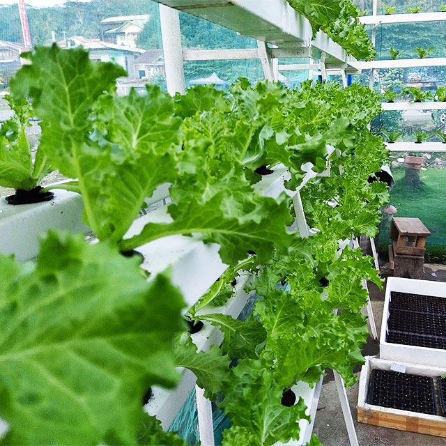 Serre agricole Lettuce Nft Sis - Agriculture Vertical Farming recensione e prezzo